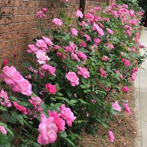 Meet your Posher, Pam